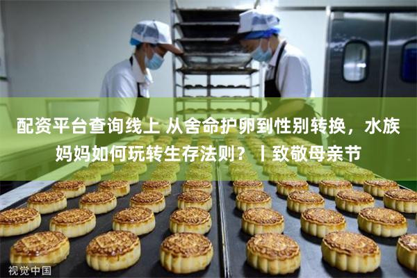 配资平台查询线上 从舍命护卵到性别转换，水族妈妈如何玩转生存法则？丨致敬母亲节