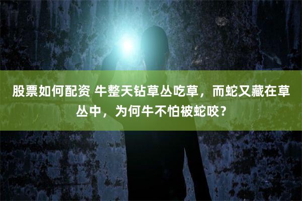 股票如何配资 牛整天钻草丛吃草，而蛇又藏在草丛中，为何牛不怕被蛇咬？